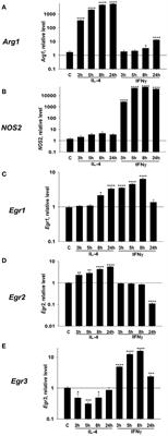 Early Growth Response Gene-2 Is Essential for M1 and M2 Macrophage Activation and Plasticity by Modulation of the Transcription Factor CEBPβ